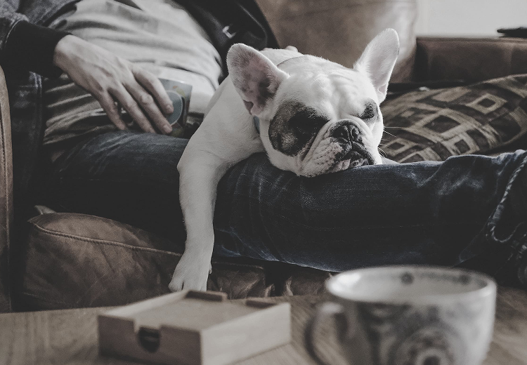 Perro sentado en un sofá en una sala de estar