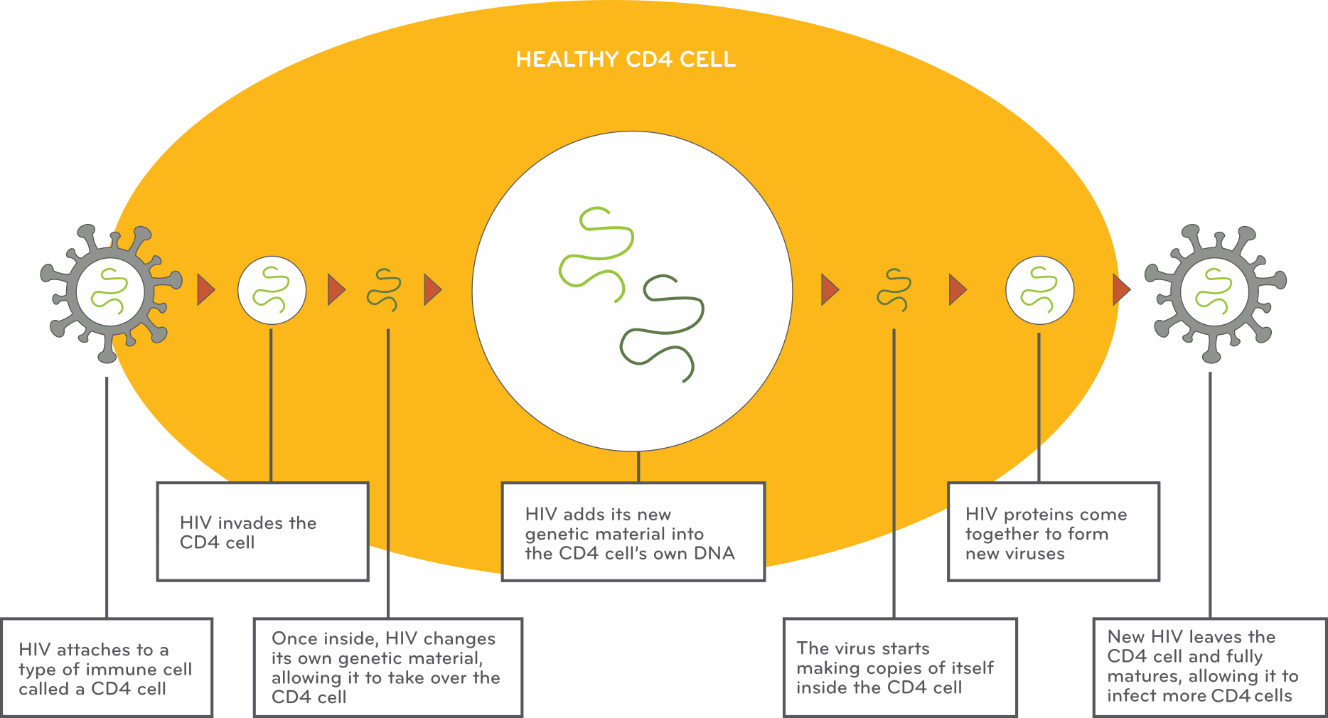 An image showing different stages of the life cycle of the HIV virus.