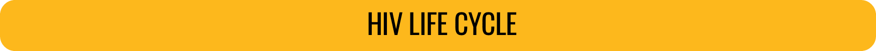 HIV Life Cycle